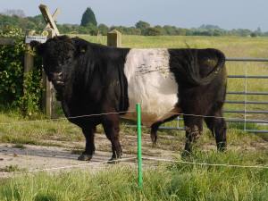Bull Electric Fence limiting beliefs