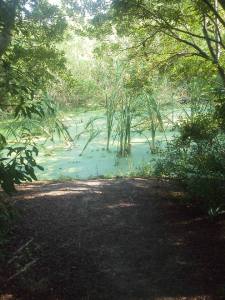 tideland swamp pool